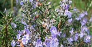 Αιθέρια αντιγριπικά από την Κρήτη